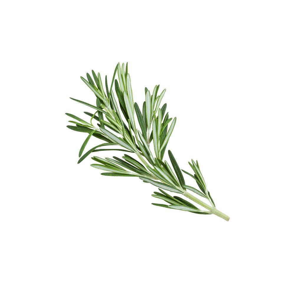 Dried rosemary leaf raw material close up